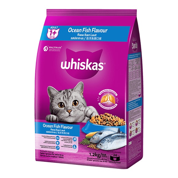 Makanan Kucing